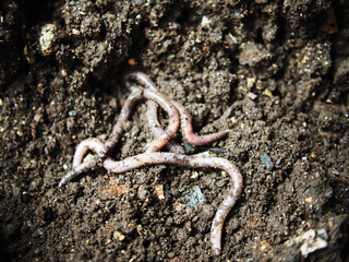 earthworm in soil for planting ang hand holding them