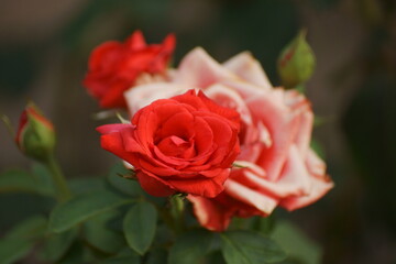 red rose on the street 
