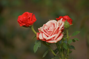 pink rose on the street 