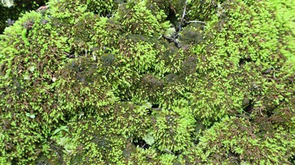 Close-up view of abstract green moss background