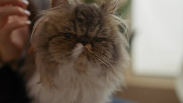 Cute persian cat being gently petted by a woman's hand in a veterinary clinic, evoking calmness and care in an indoor setting.