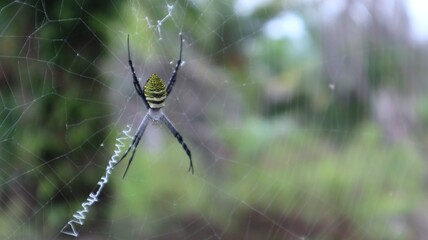 The spider with the yellow stripe on its back (Argiope amoena) is in its nest