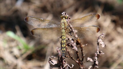 Yellow and black dragonflies that live in tropical Asia, Indonesia