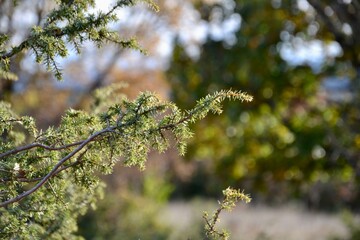 A juniper bush in the sun