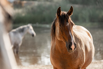 Fototapeta premium two horses in a field