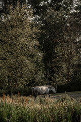 grey horse walking in paddock paradise landscape equine