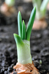 close-up of growing organic green onion in the vegetable garden