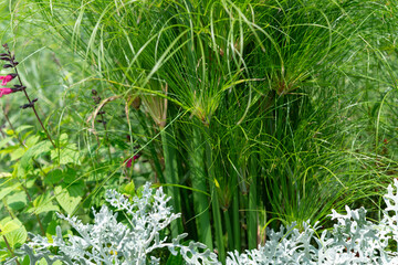 planter with papyrus sedge and dusty miller 