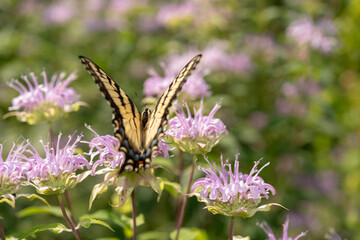 papilio glaucus on monarda - view from back