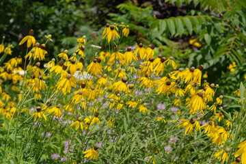field of rudbeckia flowers