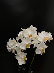 white orchid