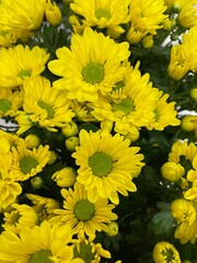 yellow chrysanthemum flowers