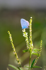 A closeup of a blue small butterfly sitting, white bright flowers