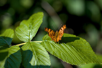 A closeup of an orange butterfly sitting on a green leaf