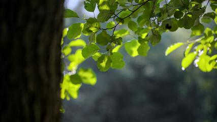A closeup of a brown tree, green leaves in the background