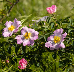 The image showcases a Rosa canina, commonly known as the dog rose bush in full bloom, with several pink flowers and prickly stems. It exudes a sense of natural beauty and wildness.