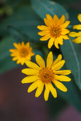 A closeup of blooming yellow flowers, fresh green