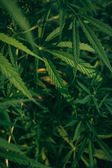 Close-up of cannabis leaf on black background. cannabis leaf on black background. cannabis leaf. Full frame shot of cannabis field