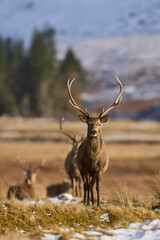 Red Deer stag (Cervus elaphus) in the highlands of Scotland, United Kingdom.