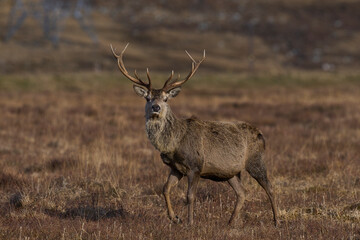 Red Deer stag (Cervus elaphus) in the highlands of Scotland, United Kingdom.