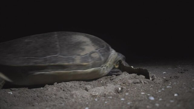 A Caretta caretta female marine turtle is crawling on the beach at night looking for a nesting site.