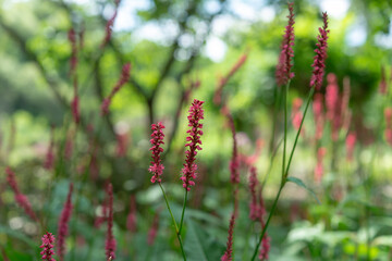 abstract Persicaria (smartweeds or knotweeds) in bloom