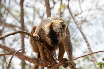 Cute brown lemur (Eulemur fulvus) with orange eyes.