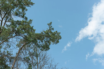 conifer tree branches and blue sky with clouds