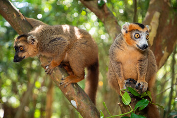 Crowned lemur (Eulemur Coronatus), endemic animal
