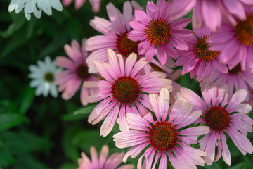 fading pink echinacea blossoms viewed from above