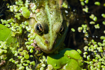Marsh frog, frog eyes, Pelophylax ridibundus, in nature habitat. Wildlife scene from nature, green animal in water. Beautiful frog in dirty water in a swamp. amphibian close-up