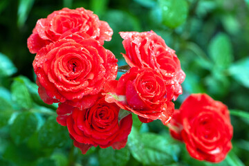 Red rose flower background. pink roses on a bush in the garden, close-up. bouquet of flowers. beauty of nature, delicate flowers, bouquet of roses as a gift. symbol of love. rose garden, flower bed