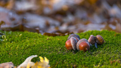 the acorn lies on the green moss of the autumn forest. early spring in the forest. a group of...