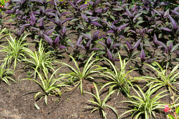 garden bed with plants