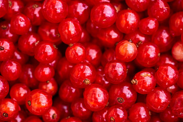 Red currant on green grass background in white cup