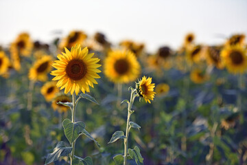 sunflower. Yellow sunflowers, good harvest, bright sunny flower. farming, vegetable garden, field, growing seeds for oil. health benefits, Sunflower oil improves skin health, promote cell regeneration