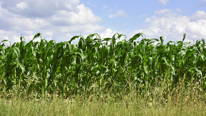 green corn leaves. Corn farm. photo of corn field. concept of good harvest, agricultural. Field of corn in spring or early summer. industrial background. close-up