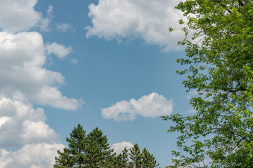 trees in the park on a pleasant day