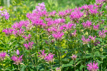 deep pink monarda or bee balm in the garden