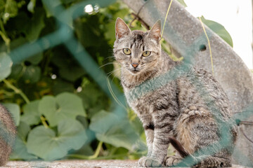 A curious kitten peers through a chain-link fence, sitting on a stone wall, surrounded by lush green foliage, in a peaceful outdoor setting.