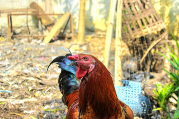 The red rooster in the farm