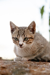 Close-up shot of a young tabby cat, its green eyes full of curiosity and alertness, sitting outdoors with a soft background of greenery and sunlight. The essence of feline grace and attentiveness.