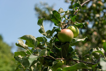 apples on tree