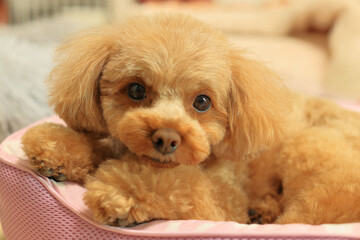 トイプードルの室内犬