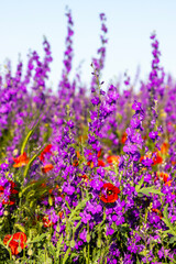 Obraz premium Vibrant wildflower meadow full of color.There are two main species of visible flowers: red poppies and blue delphiniums.The field transitions to a sea of ​​blue delphiniums. Blue color varies slightly