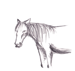 Pencil drawing of a horse on a transparent background