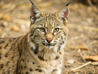 Obraz premium lynx in the snow, bobcat, mammal, feline, nature, predator, wildlife, wild, fur, wildcat, carnivore, portrait, zoo, hunter