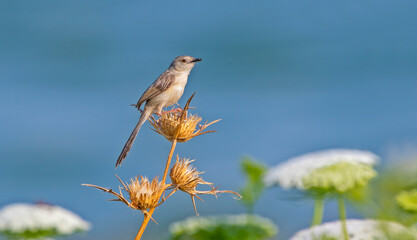 Delicate prinia (Prinia lepida) is a songbird living in the Southeastern region of Turkey. It is one of the most beautiful song birds in the world.