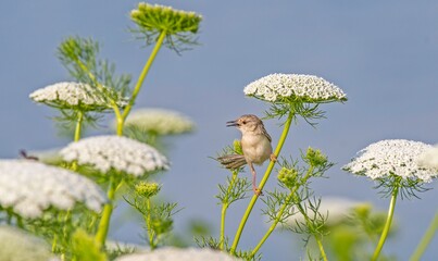 Delicate prinia (Prinia lepida) is a songbird living in the Southeastern region of Turkey. It is one of the most beautiful song birds in the world.