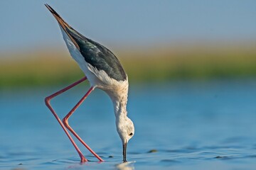 Black-winged Stilt (Himantopus himantopus) is a common wetland bird found in suitable habitats in Turkey. It is also common in Asia, Africa and Europe.
